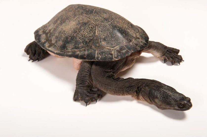 Chelodina expansa, a tartaruga de pescoço longo e casco grande, tem este nome por motivos óbvios