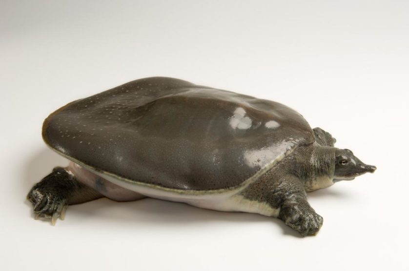Apalone mutica calvata, uma subestécie das tartarugas de casco mole e liso
