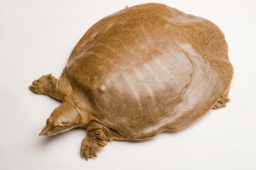 Apalone mutica, a tartaruga de casco mole que tem "alto potencial reprodutivo para uma tartaruga", apesar de parecer... caca.
