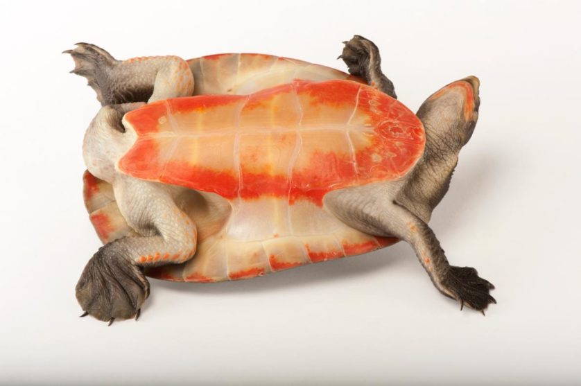 Emydora subglobosa, mostrando por que seu nome é tartaruga de barriga vermelha e pescoço curto