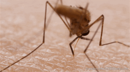 gif picada mosquito