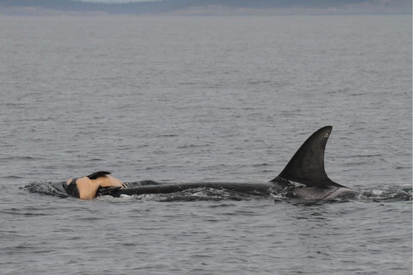 Mãe orca com seu filhote morto