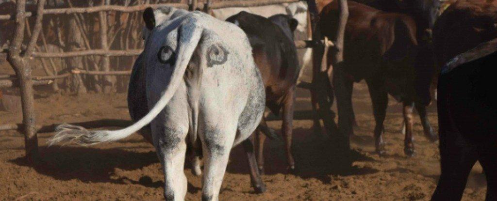 Solução criativa e divertida afasta predadores das criações de bovinos na  África