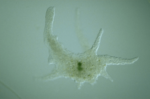 organismos-unicelulares-grandes-3