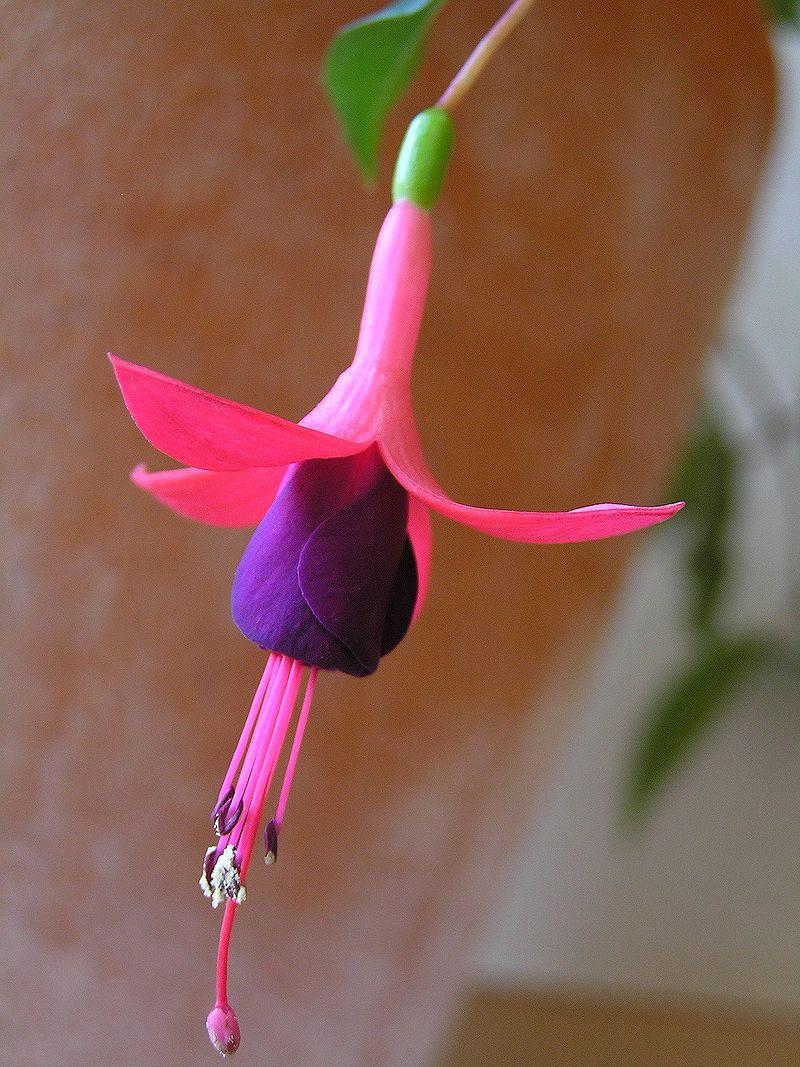 Esta é a flor Fuchsia