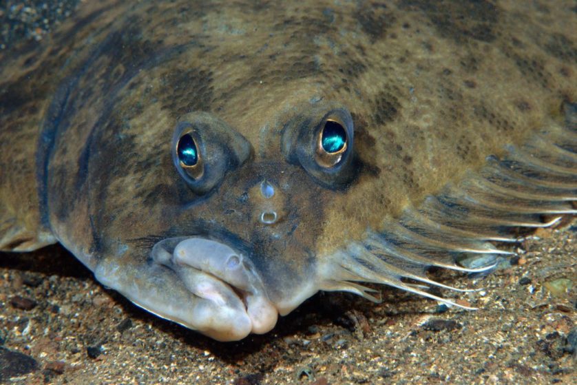 peixes achatados olhos fundo do mar (1)