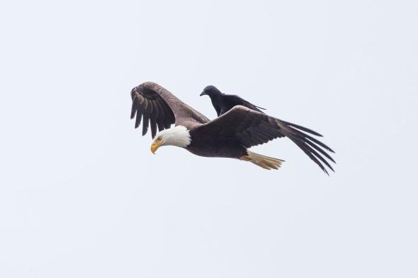 corvo e aguia
