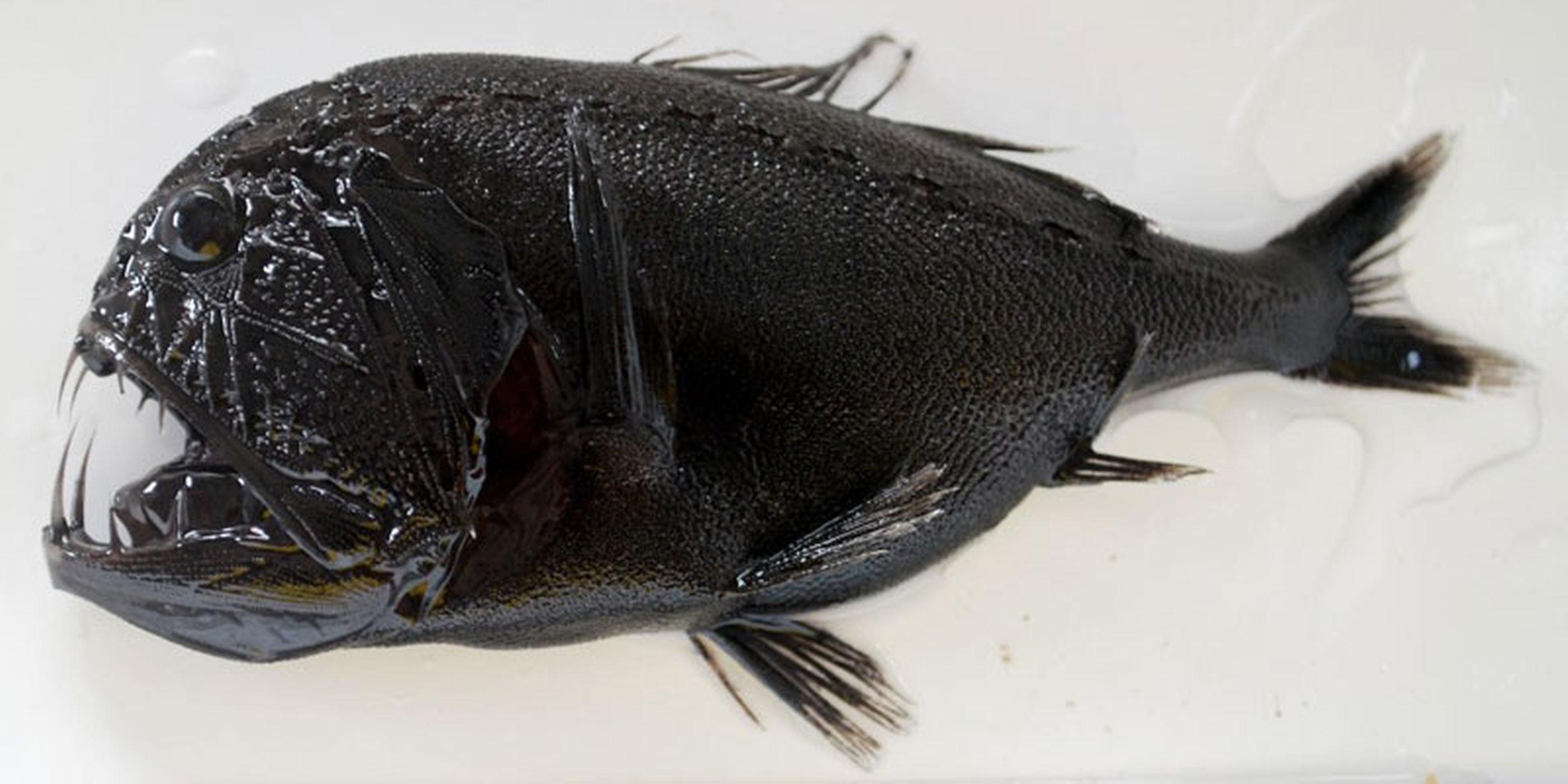 Бывает черная рыба. Черная рыба. Черная Пресноводная рыба. Черный морской окунь. Большая черная рыба.