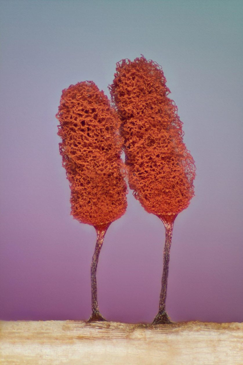 foto-microscopica-fungo