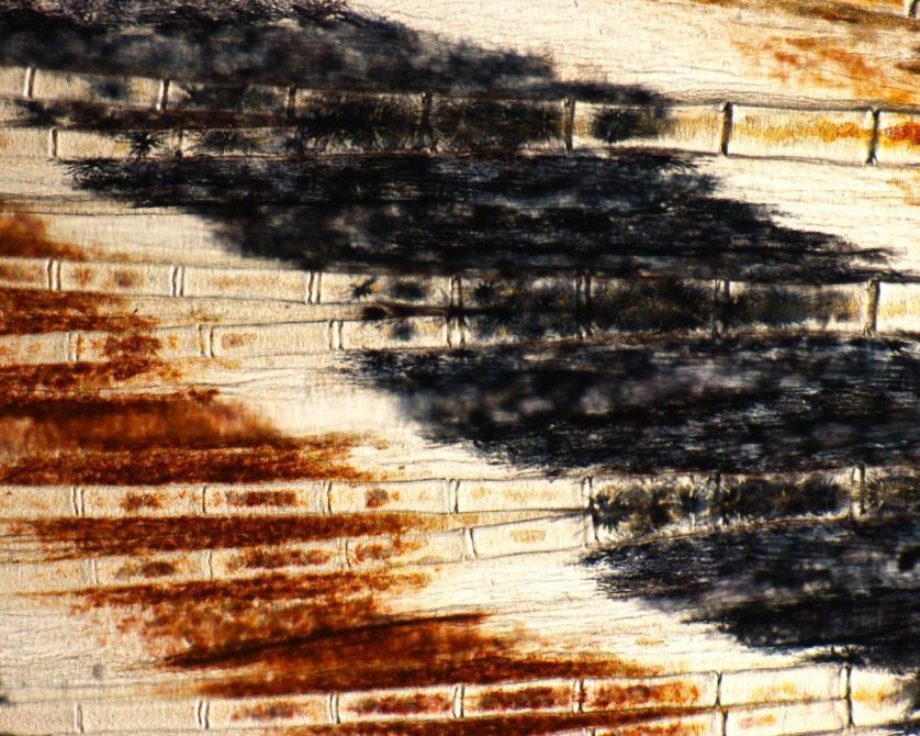 foto-microscopica-nadadeira-peixe-zebra