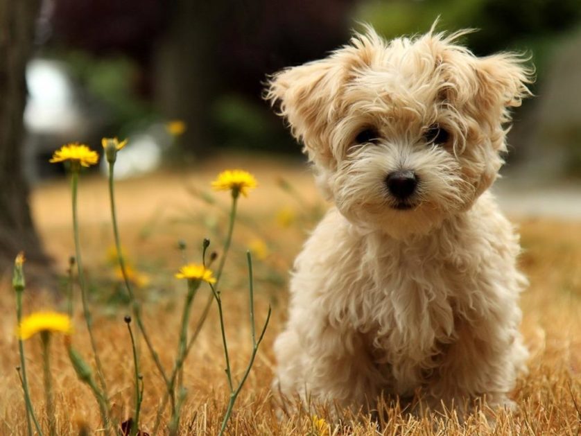 Os 10 menores cachorros do mundo