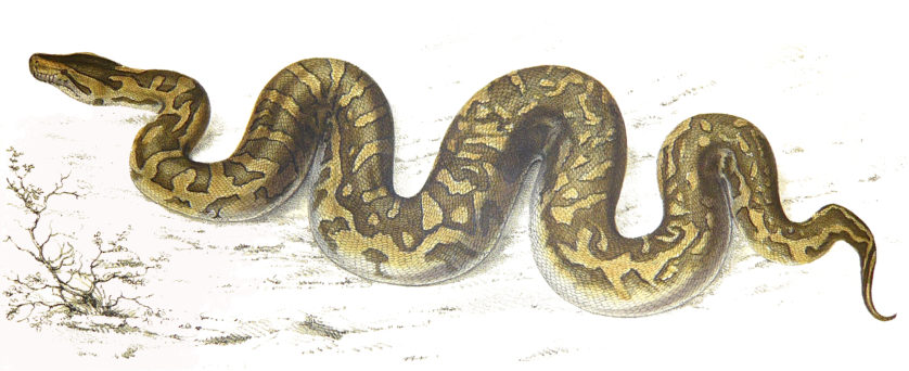python-838x342.jpg