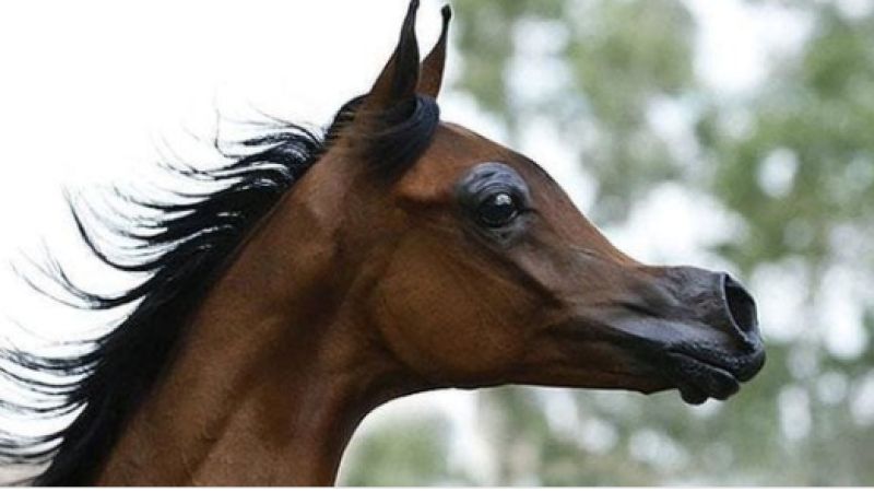 Cavalos de “desenho animado” estão preocupando veterinários