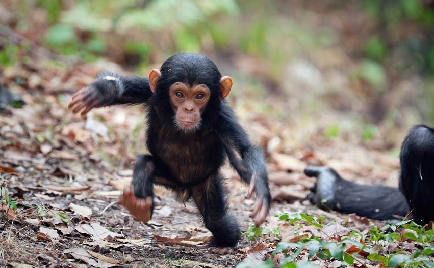 Bebê macaco chimpanzé atrás das grades