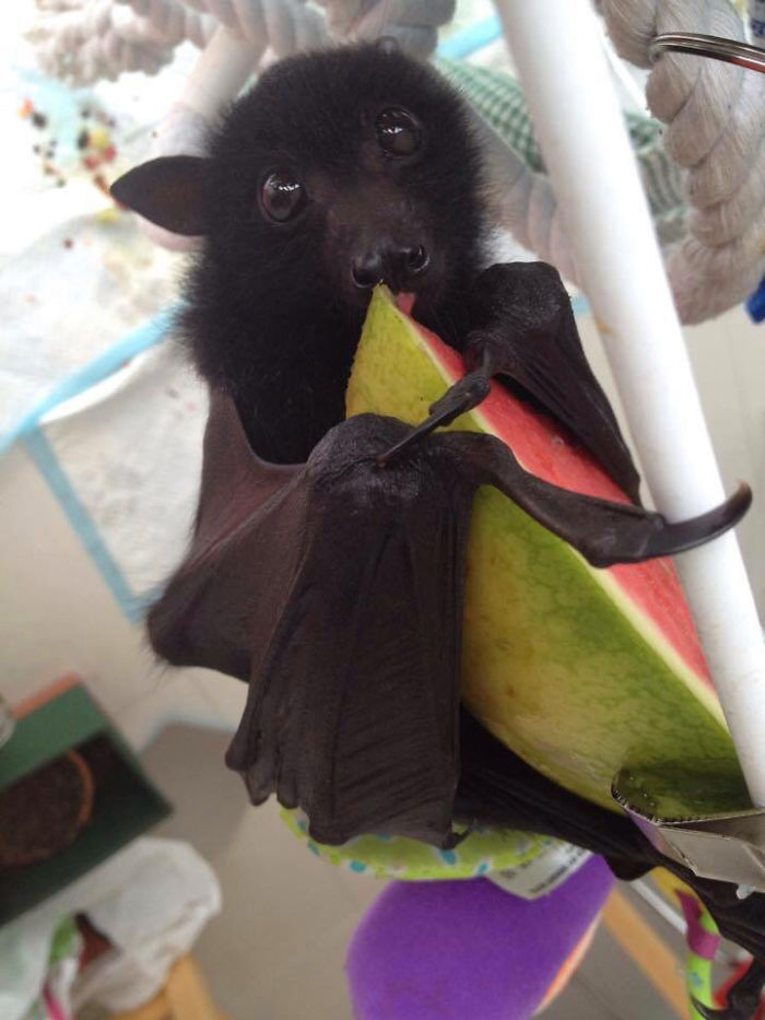 morcegos-adoraveis-10.jpg