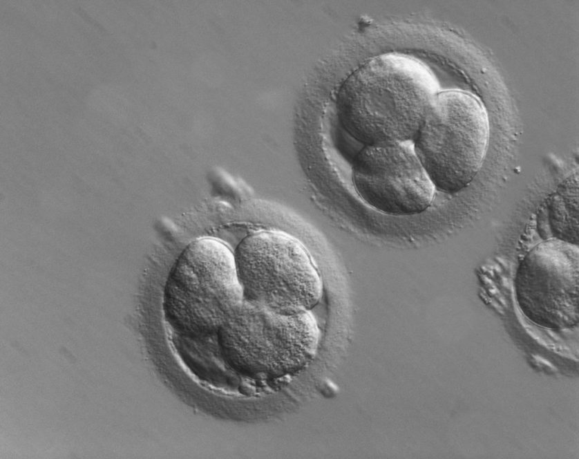 Resultado de imagem para Nasce bebê gerado a partir do embrião mais antigo do mundo