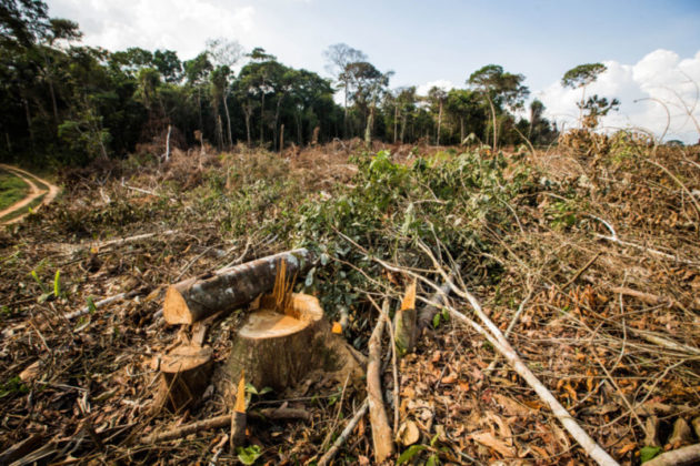 Mudança No Código Florestal Pode Levar à Perda De 15 Milhões De Hectares Da Amazônia 2163