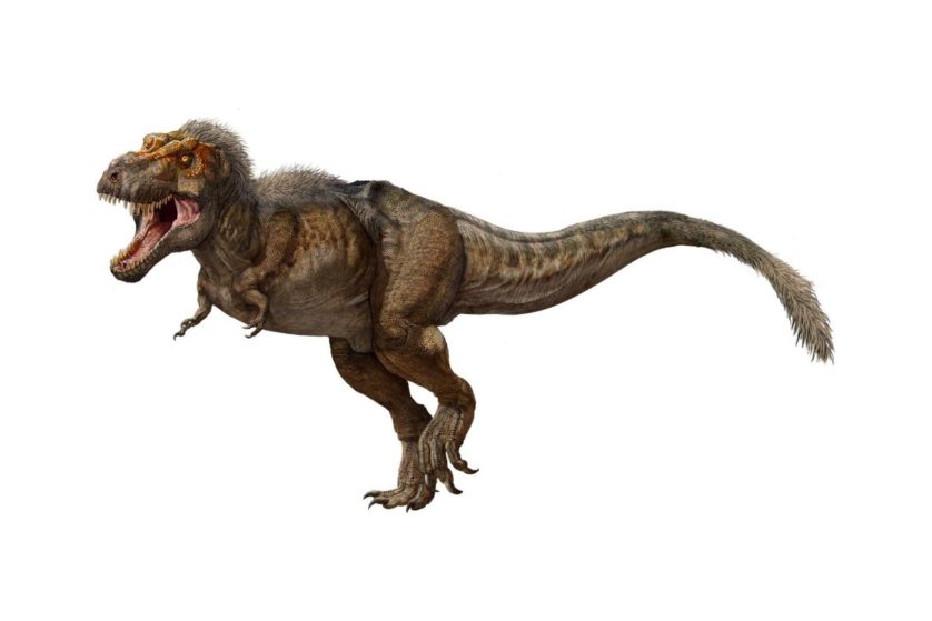 Tiranossauro Rex : Bebê,Jovem e Adulto!