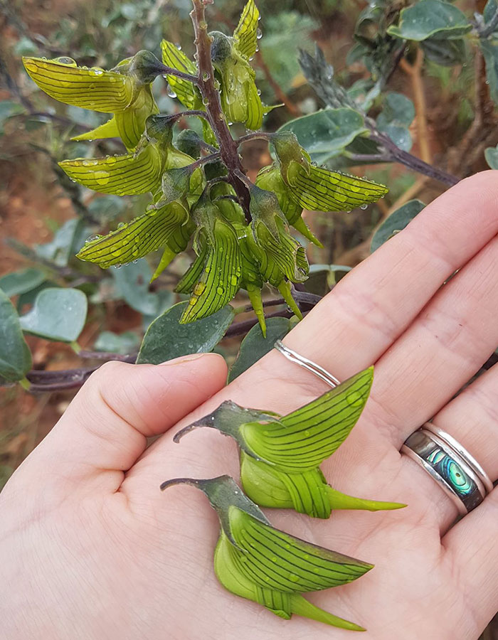 As Petalas Desta Crotalaria Parecem Beija Flores