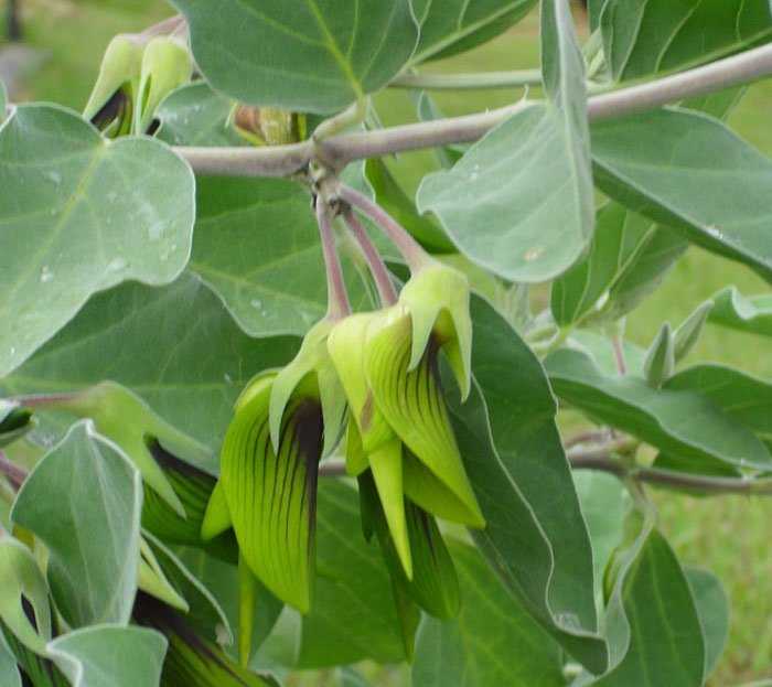 As Petalas Desta Crotalaria Parecem Beija Flores