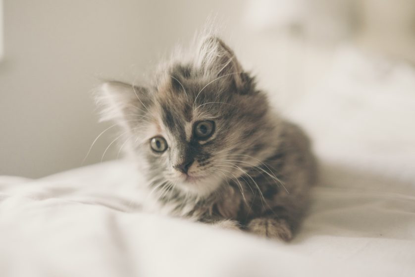 Gato Kawaii Felino Pequeno - Imagens grátis no Pixabay - Pixabay