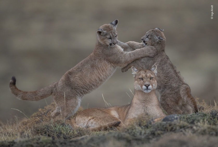 Hiena correndo no campo empoeirado vida selvagem real em ação na imagem da vida  selvagem | Foto Premium