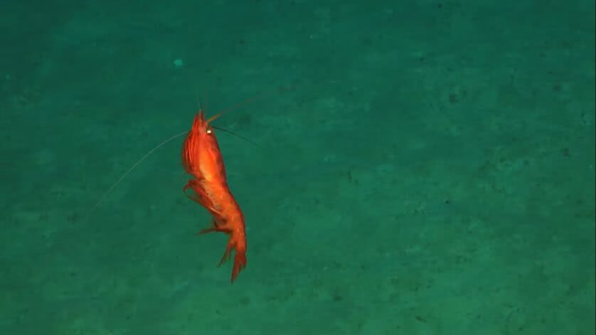 Espécie de krill? Animal desconhecido do fundo do mar