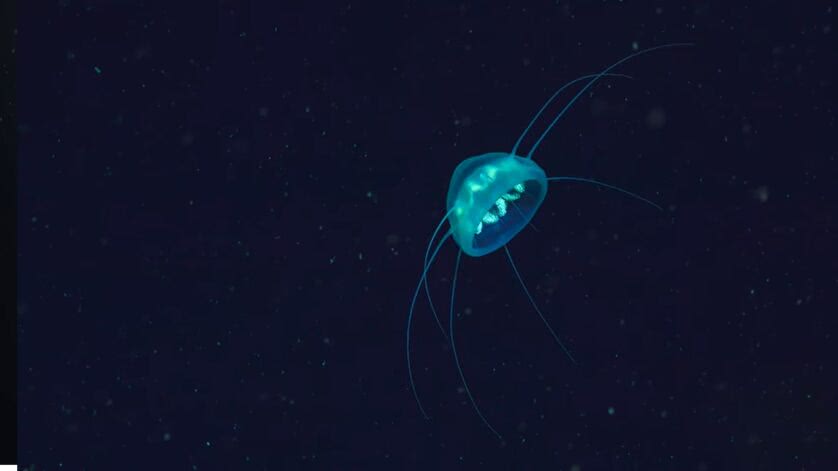 Espécie de água-viva? Animal desconhecido do fundo do mar