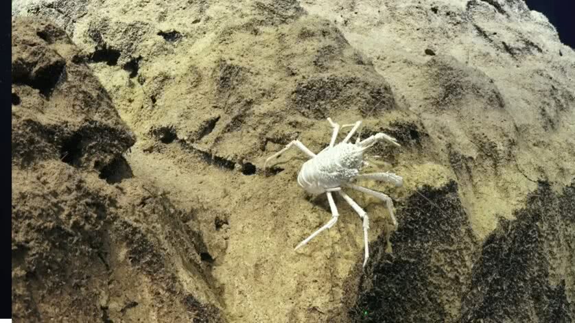 Espécie de caranguejo albino? Animal desconhecido do fundo do mar
