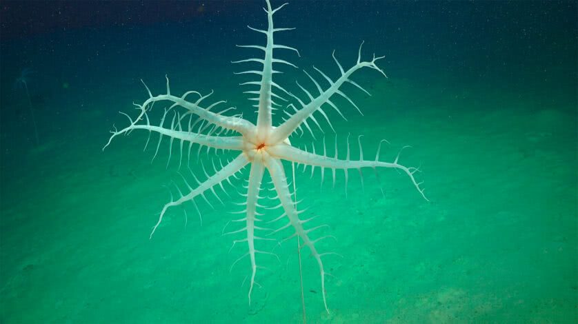 Animal desconhecido do fundo do mar