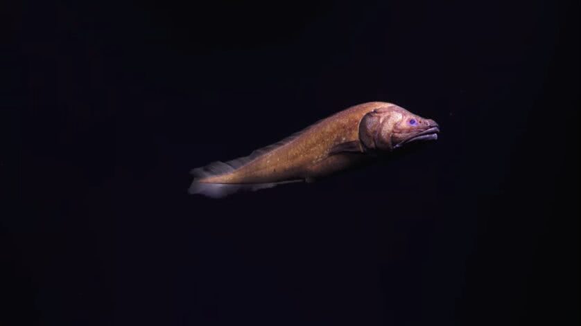 Espécie de peixe? Animal desconhecido do fundo do mar
