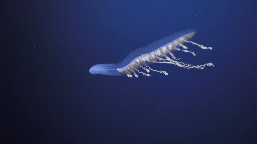 Novo animal desconhecido do fundo do mar