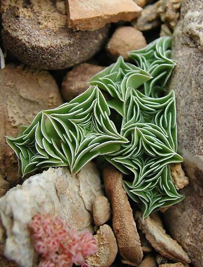 Suculenta Gentiana urnula
