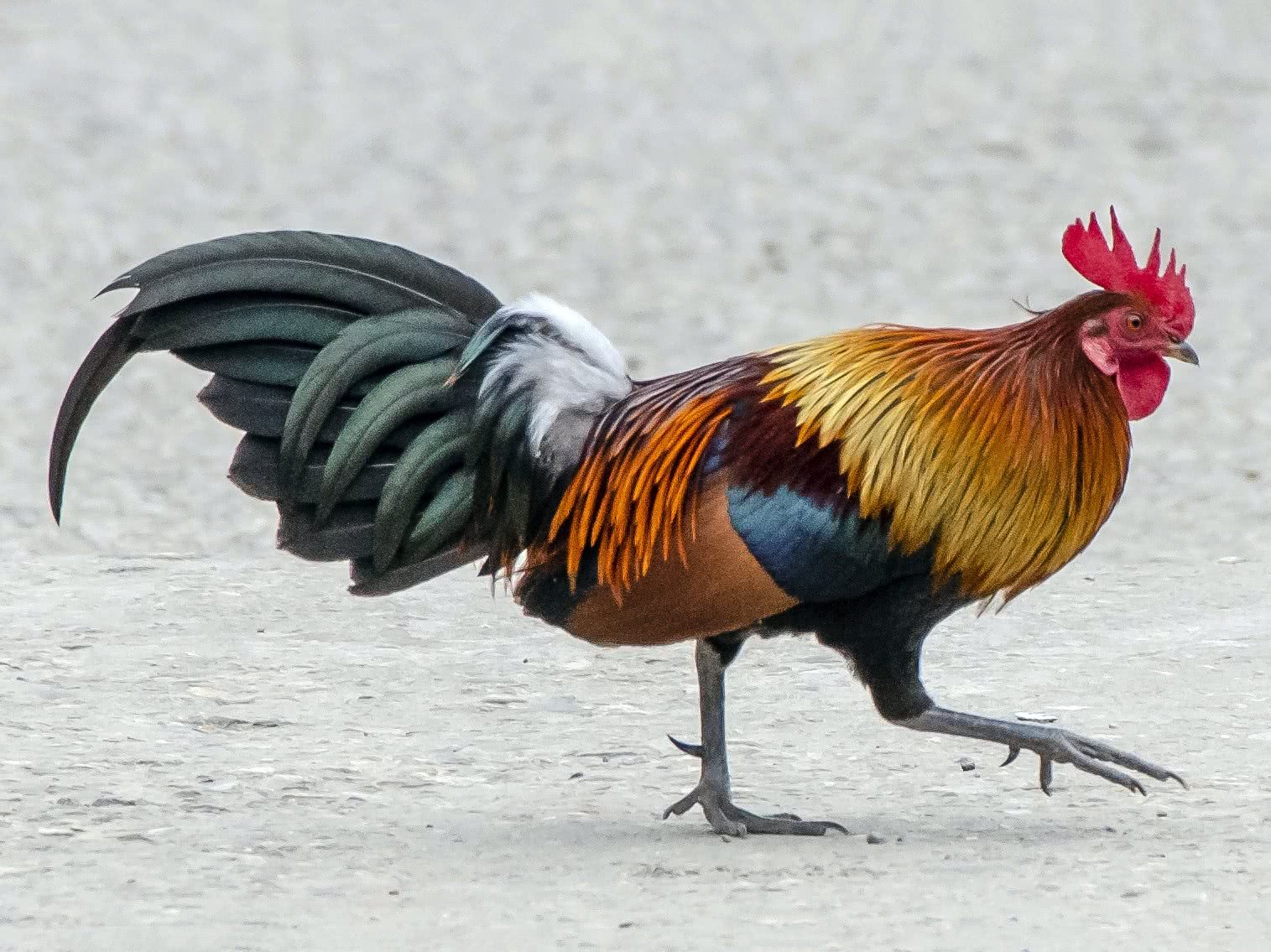 Rooster rudy firefight. Банкивская джунглевая курица (Gallus Gallus),. Банкивская джунглевая курица. Банкивский петух. Дикий банкивский петух.