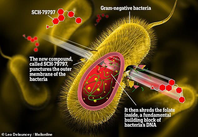 Flecha venenosa" que mata bactérias resistentes a antibióticos é ...