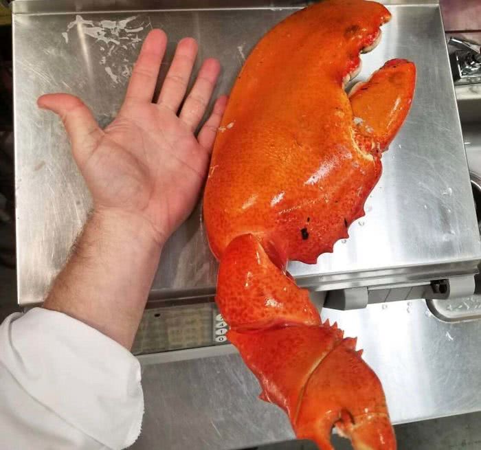 Uma garra de lagosta ridiculamente grande de quase 2,3Kg
