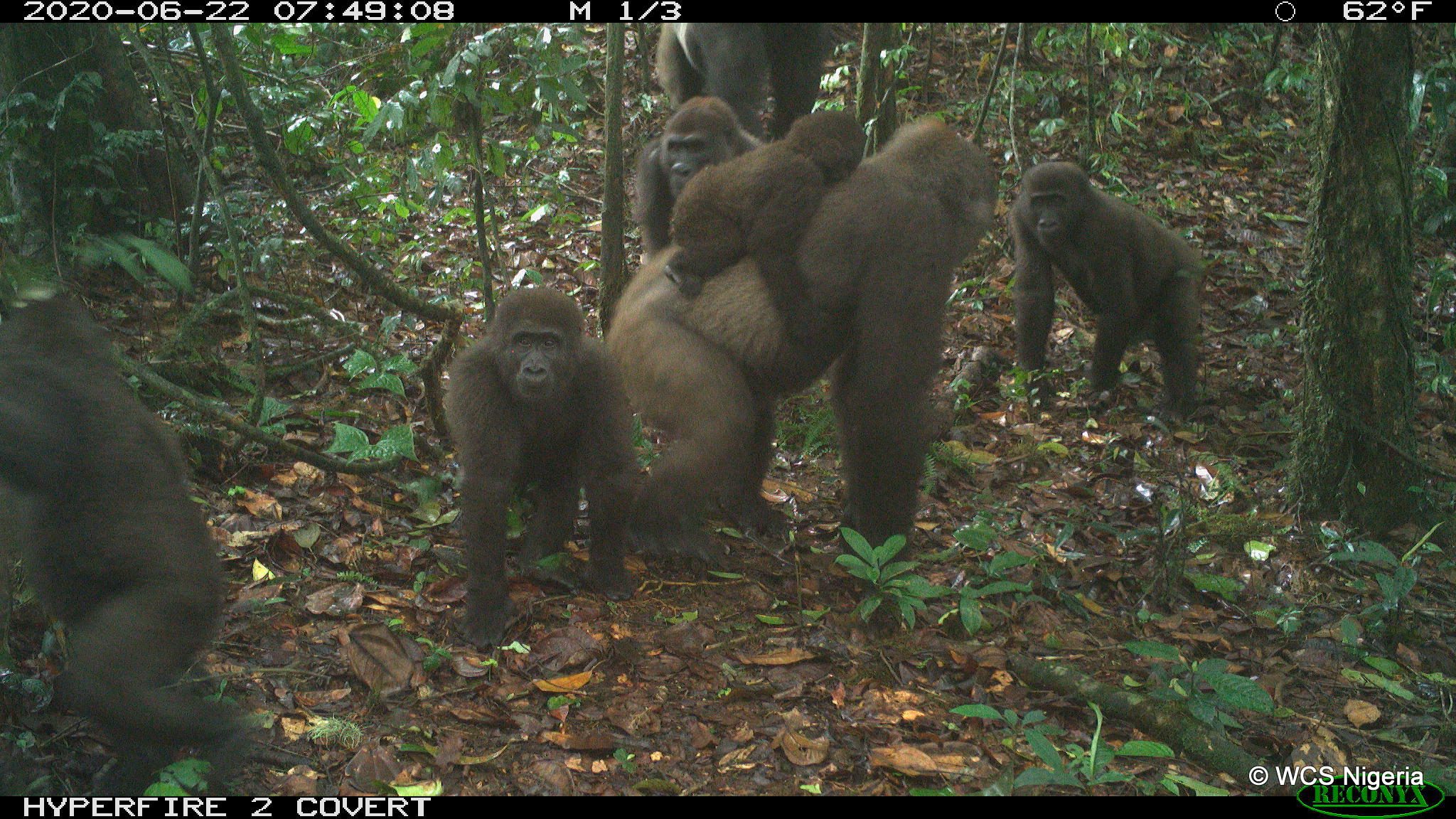 Grupo de gorilas do rio transversal nas montanhas Mbe da Nigéria