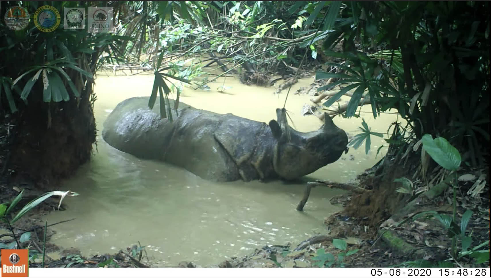 Rinoceronte de Java se despojando na lama