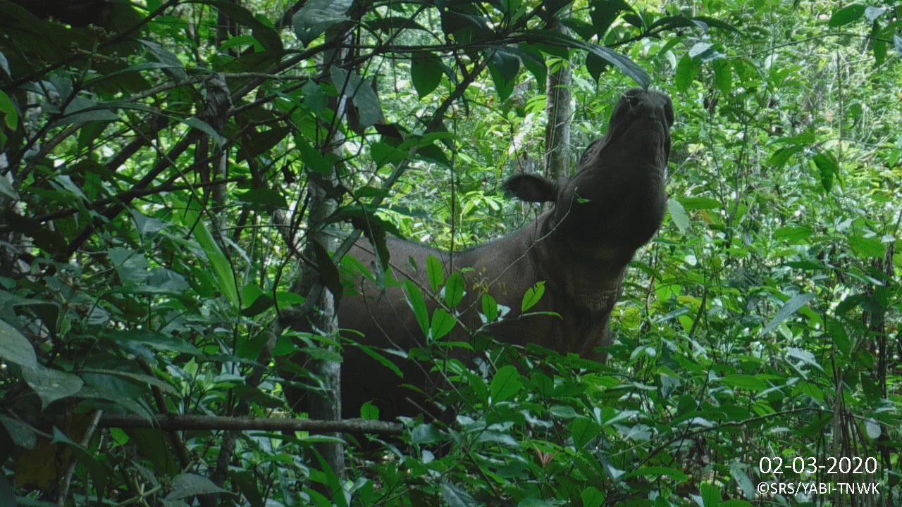 Delilah, um dos últimos rinocerontes de Sumatra