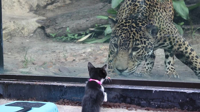 Um gato conhecendo um leopardo no zoológico