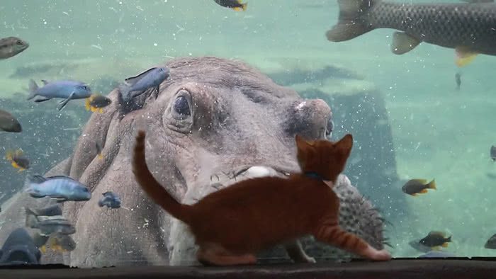 Um gato doméstico olhando um hipopótamo de perto no zoológico