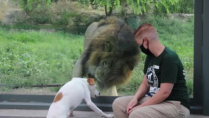 Um cachorro e um leão se conhecendo de perto no zoológico