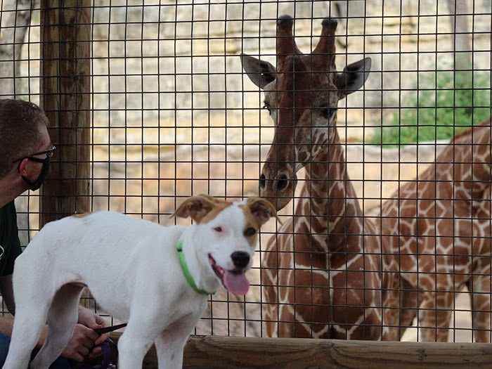 Um cachorro e uma girafa se conhecendo no zoológico