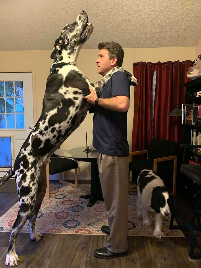 "Meu pai e meu cachorro (meu pai tem 1,88m)"