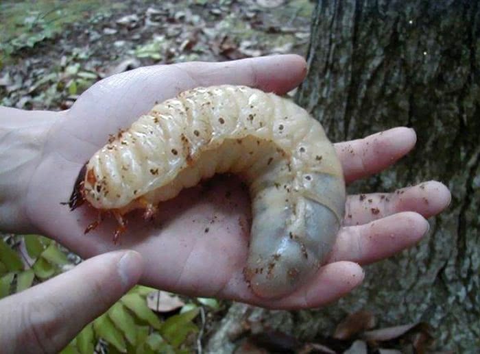 Larva de um besouro gigante
