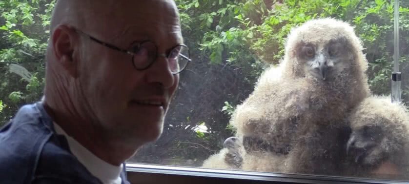 filhotes das maiores corujas do mundo atrás da janela de Jos Baart