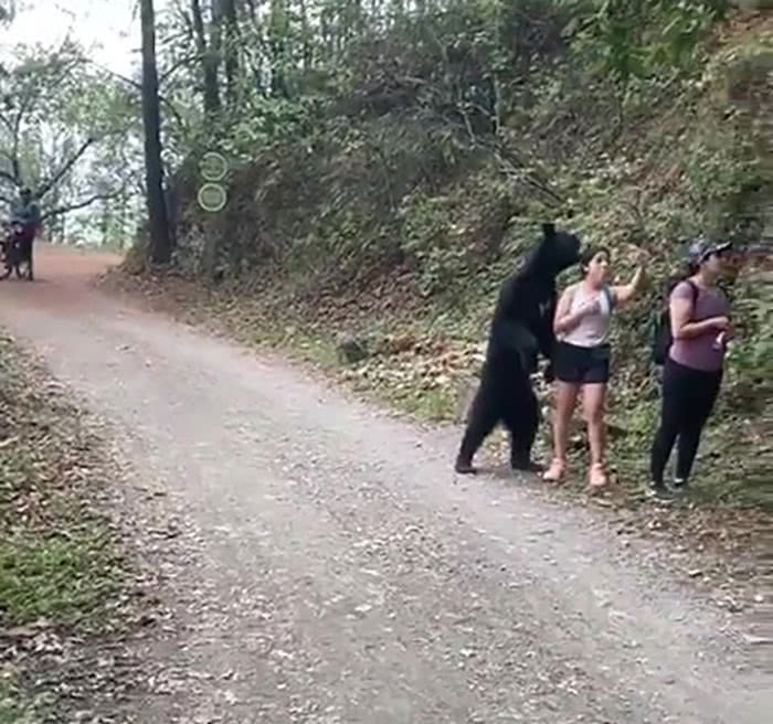 O urso inspeciona bem de perto a mulher que caminhava pela trilha enquanto ela tira uma selfie