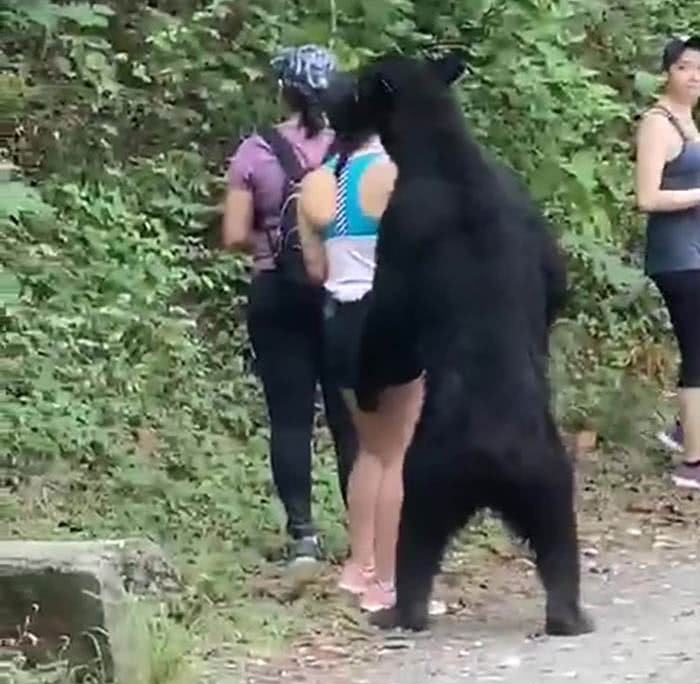 Urso selvagem chega assustadoramente perto de mulher na trilha