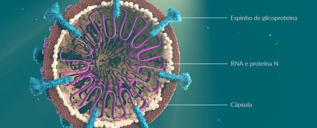 Estrutura viral do coronavírus SARS-CoV-2 com seus espinhos de proteína