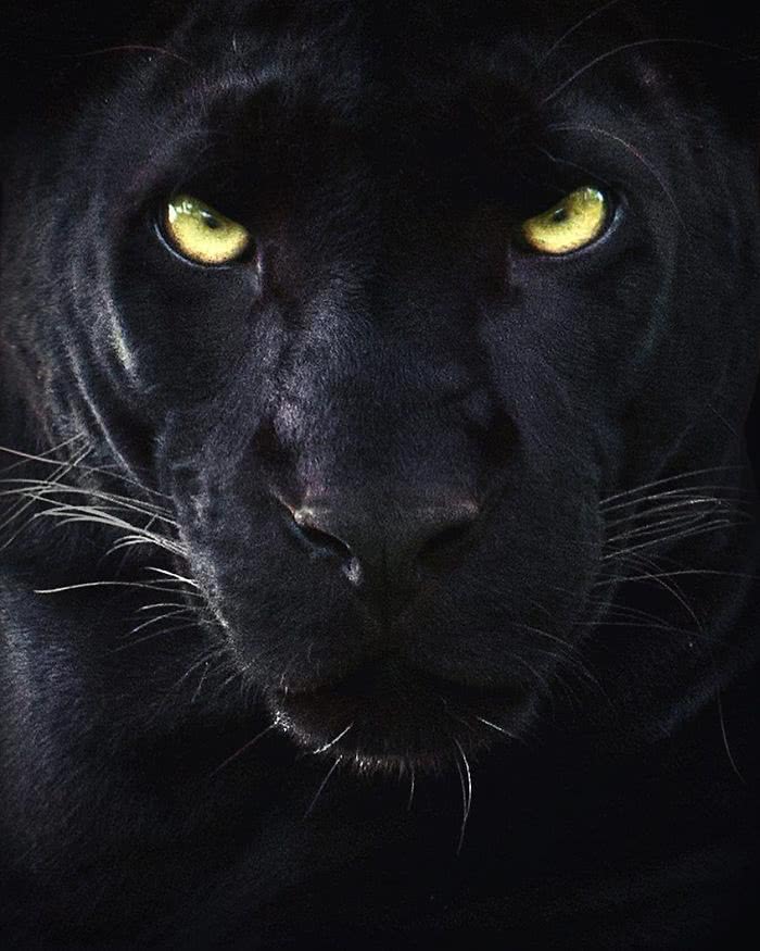 foto de close up de pantera negra